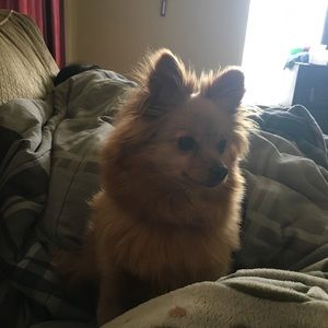 Meet your Posher, Gabriela